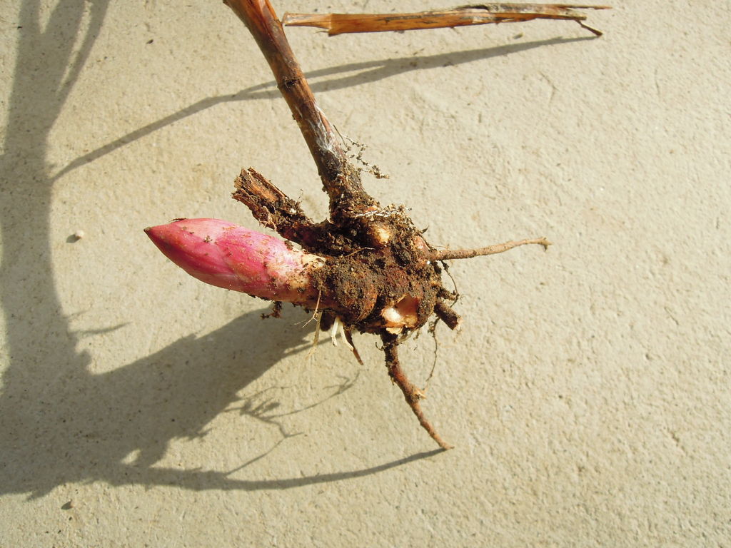 シャクヤクの根をちぎってしまったので 鉢に植えた イナカモノのイナカグラシ シャクヤクの根をちぎってしまったので 鉢に植えた イナカモノのイナカグラシ