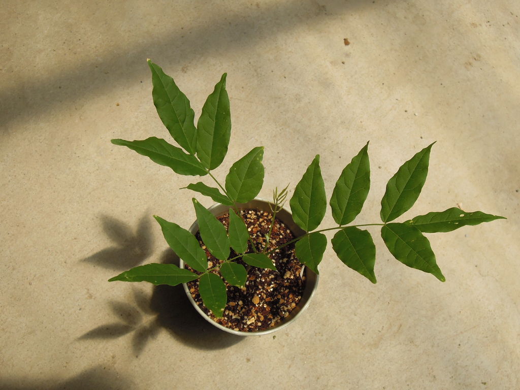 実生の藤の生育 1年目 6月 藤の実生 イナカモノのイナカグラシ 実生の藤の生育 1年目 6月 藤の実生 イナカモノのイナカグラシ