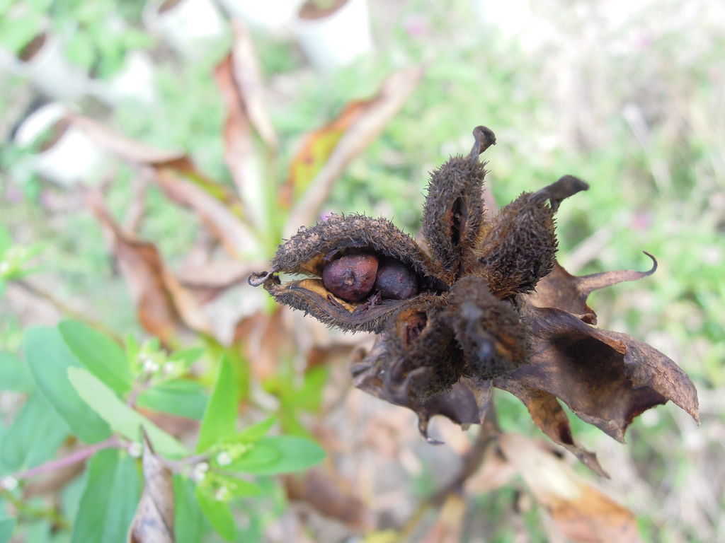 牡丹の種を採取 採取時期が遅く 発芽せず 発芽 イナカモノのイナカグラシ