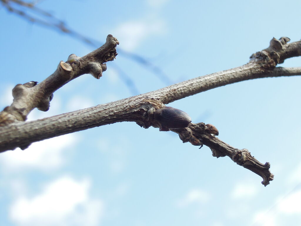 藤棚のフジの花芽について イナカモノのイナカグラシ