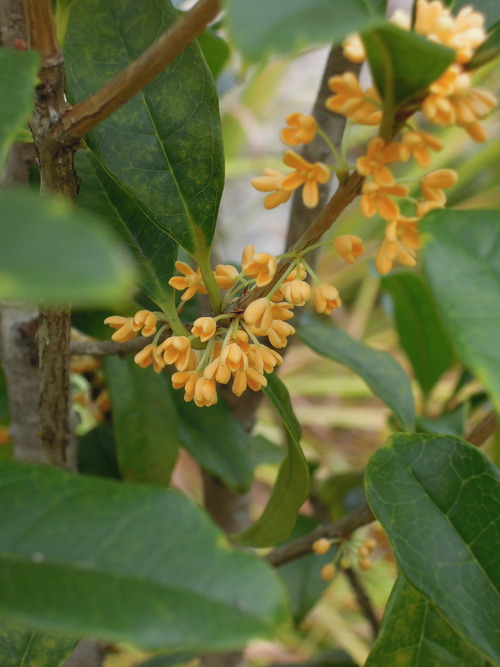 キンモクセイ2019 9月下旬 開花 5