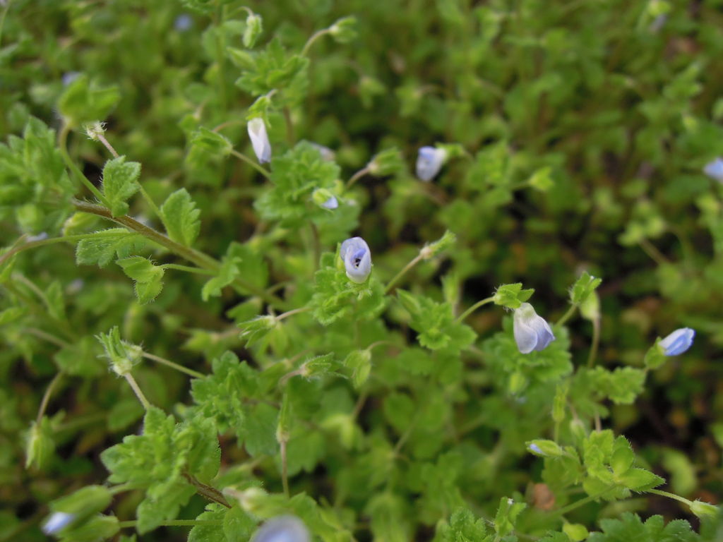 オオイヌノフグリの花が開いたり閉じたりする イナカモノのイナカグラシ