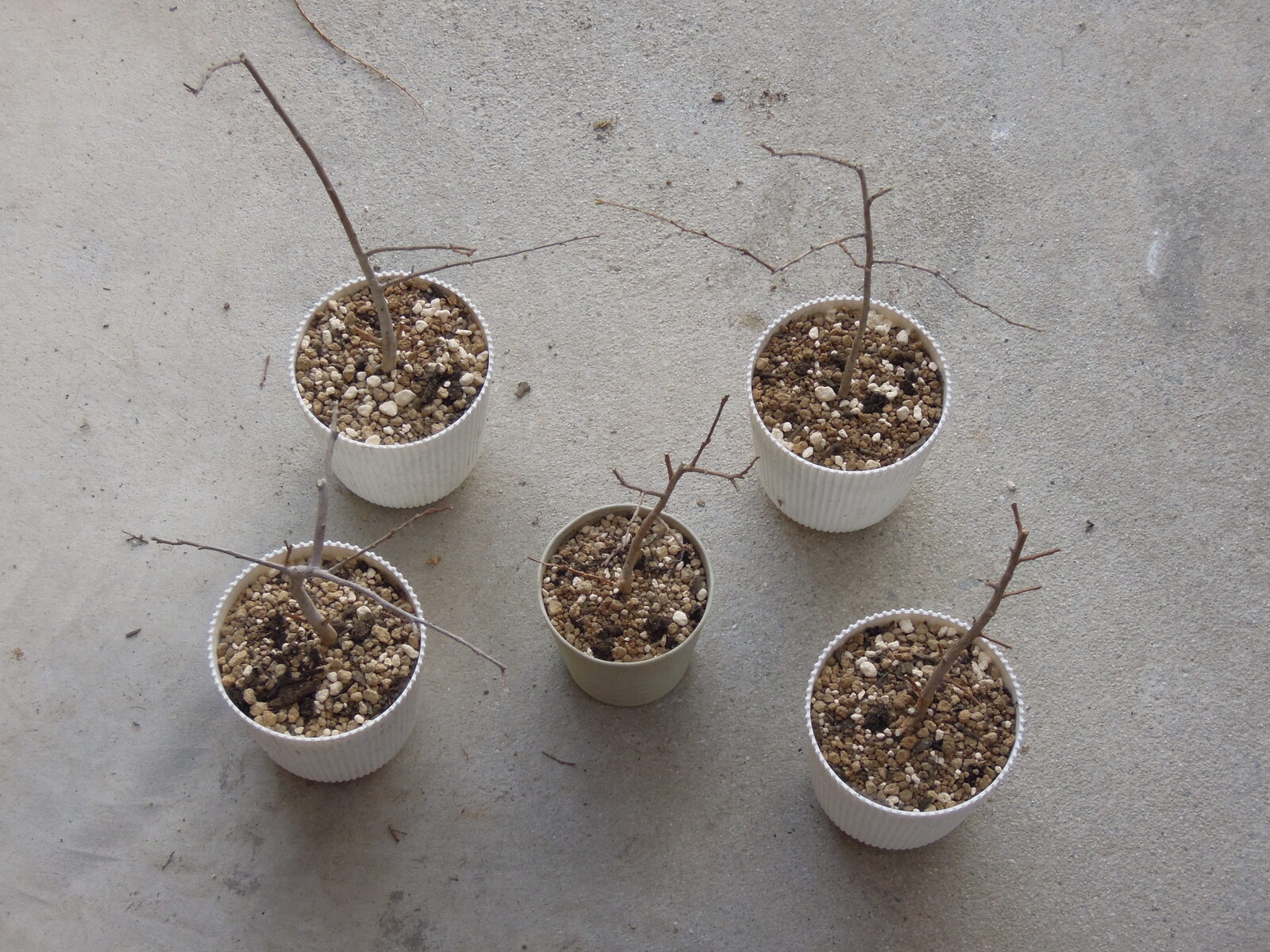 種から育てるサルスベリ 4年目春の植え替え イナカモノのイナカグラシ