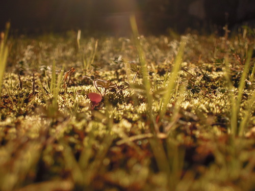 春の草が夕日に照らされる 2020 1-4