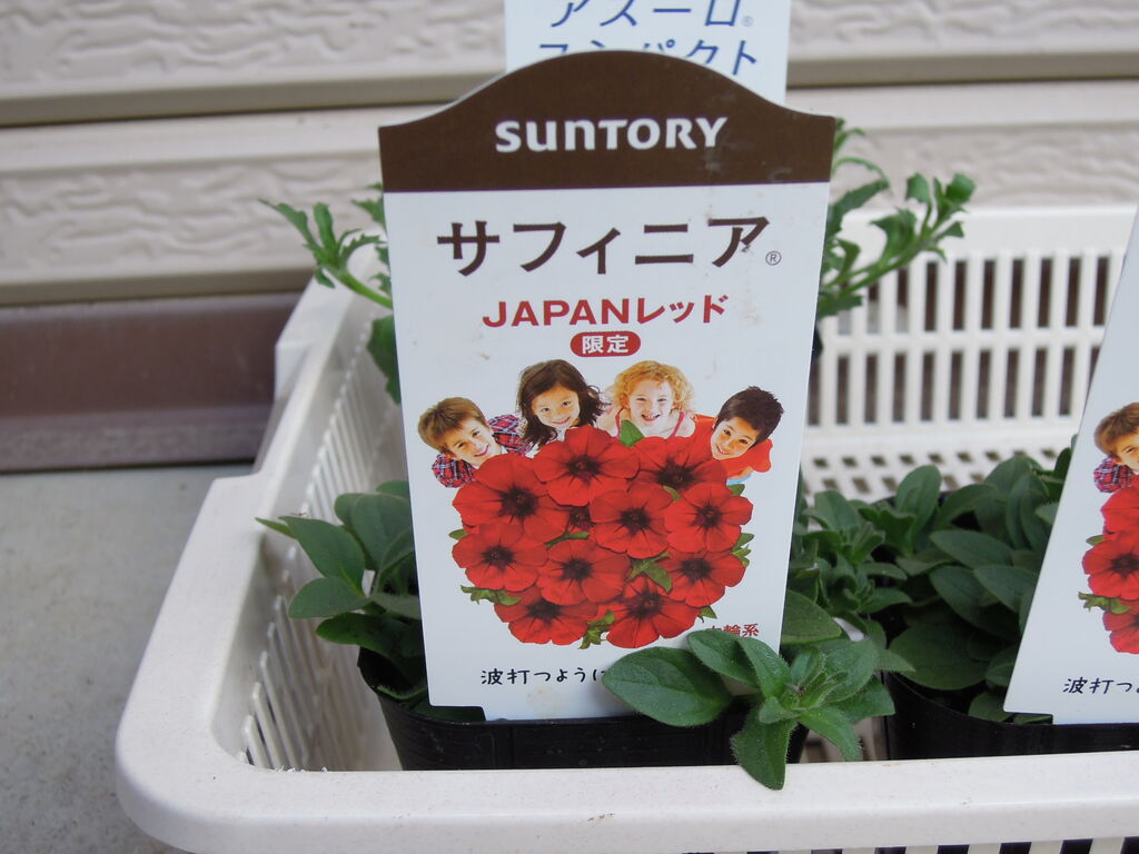 サントリーのサフィニア Japanレッド アズーロコンパクト ビーダンスを買いました イナカモノのイナカグラシ