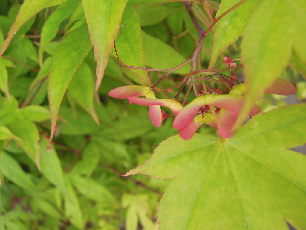 モミジ カエデ も花が咲いて種ができる イナカモノのイナカグラシ