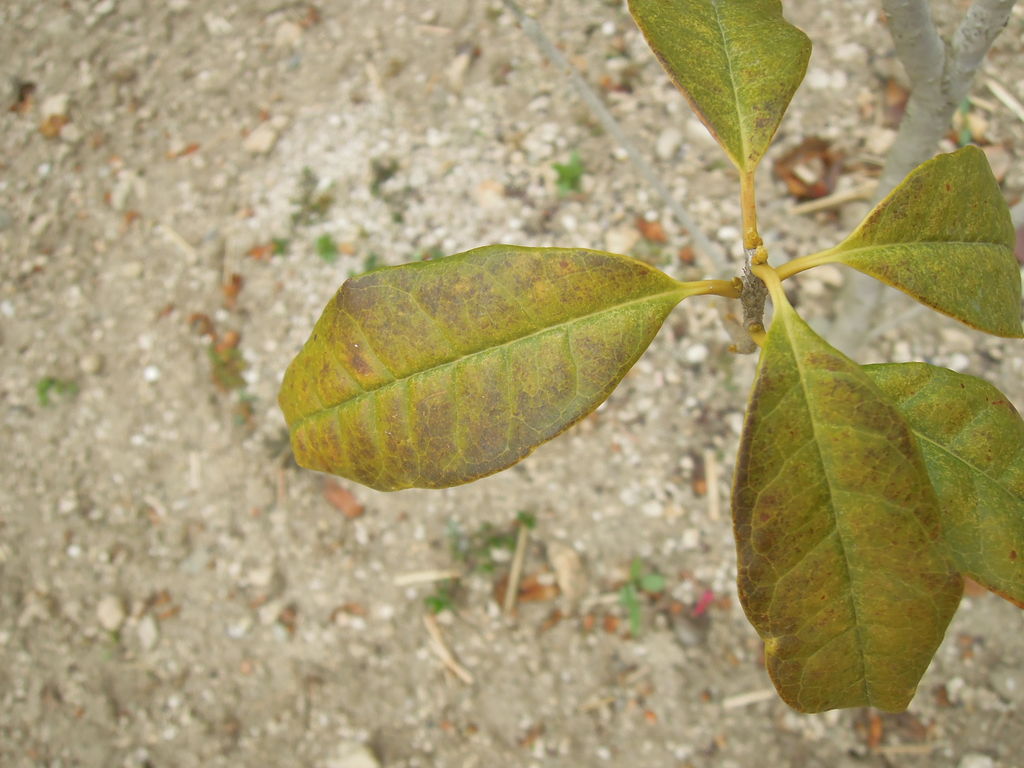 キンモクセイが枯れそうです 盛夏に植えたキンモクセイのその後 8 イナカモノのイナカグラシ