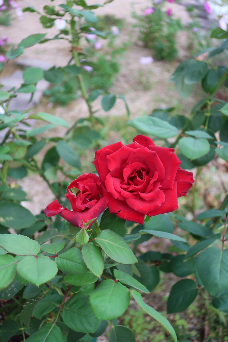 バラ 熱情 秋の開花の様子 その1 イナカモノのイナカグラシ