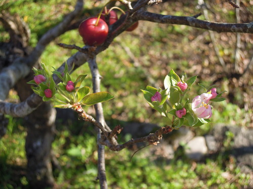 11月上旬のヒメリンゴの花 2