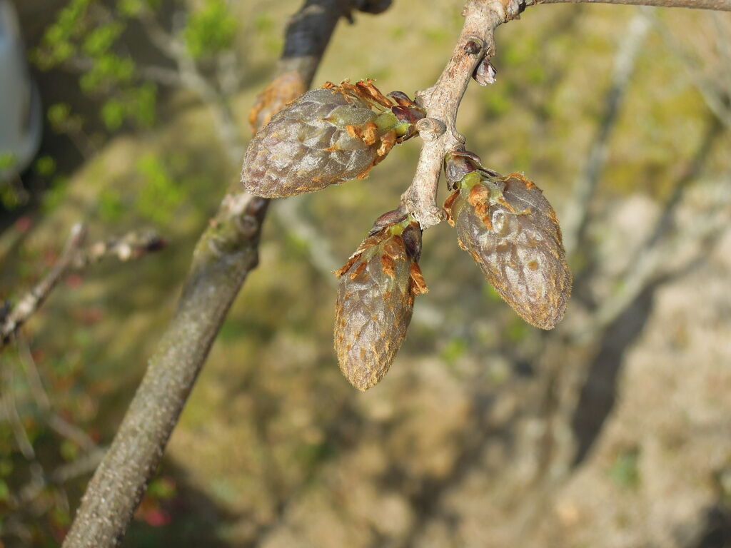 藤棚のフジの花芽について イナカモノのイナカグラシ