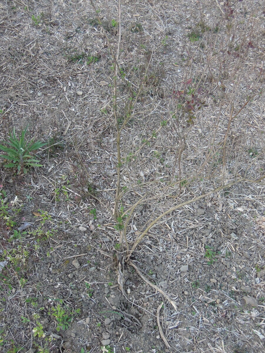 チェリーセージの挿し木 挿し芽 は小さい挿し穂でも元気に育つ イナカモノのイナカグラシ チェリーセージの挿し木 挿し芽 は小さい挿し穂でも元気に育つ イナカモノのイナカグラシ