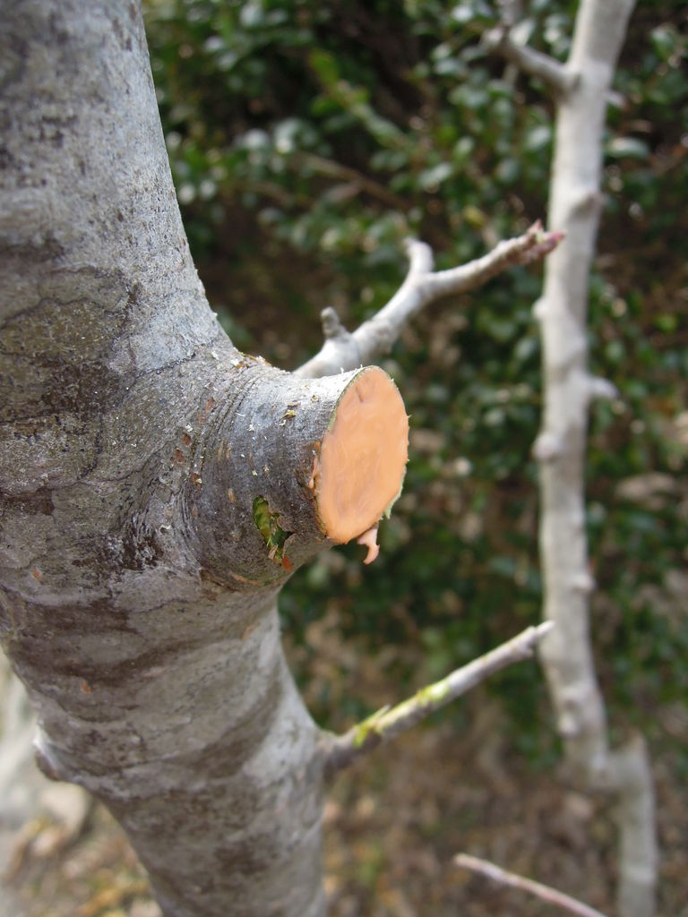 ハナカイドウの剪定と施肥 庭木の剪定24日目 イナカモノのイナカグラシ ハナカイドウの剪定と施肥 庭木の剪定24日目 イナカモノのイナカグラシ