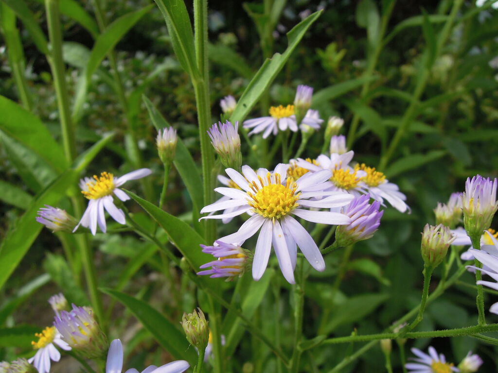 紫苑 シオン 思い草 おもいぐさ の花の名前が分かった イナカモノのイナカグラシ