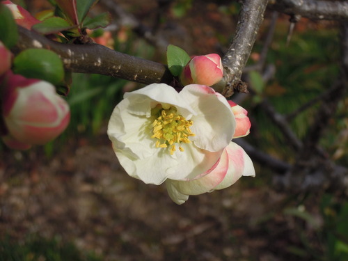 木瓜開花2019 1-4