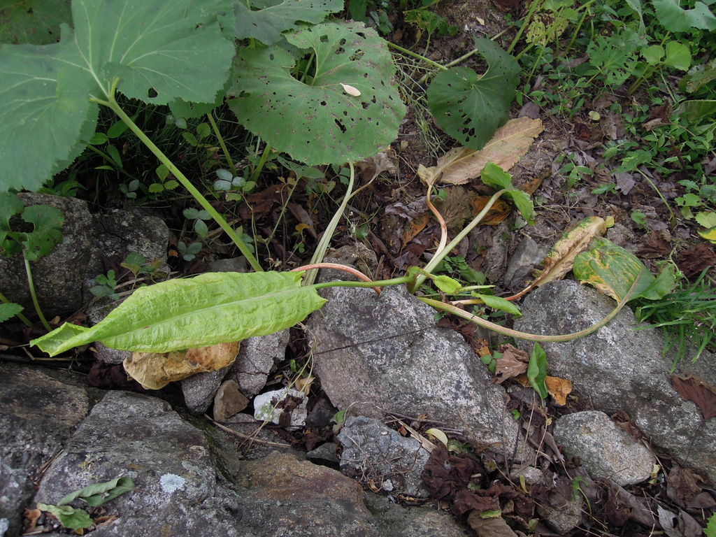 ギシギシ駆除 ラウンドアップ使用 イナカモノのイナカグラシ