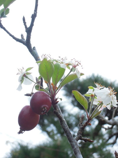 11月下旬のヒメリンゴの花 1-3