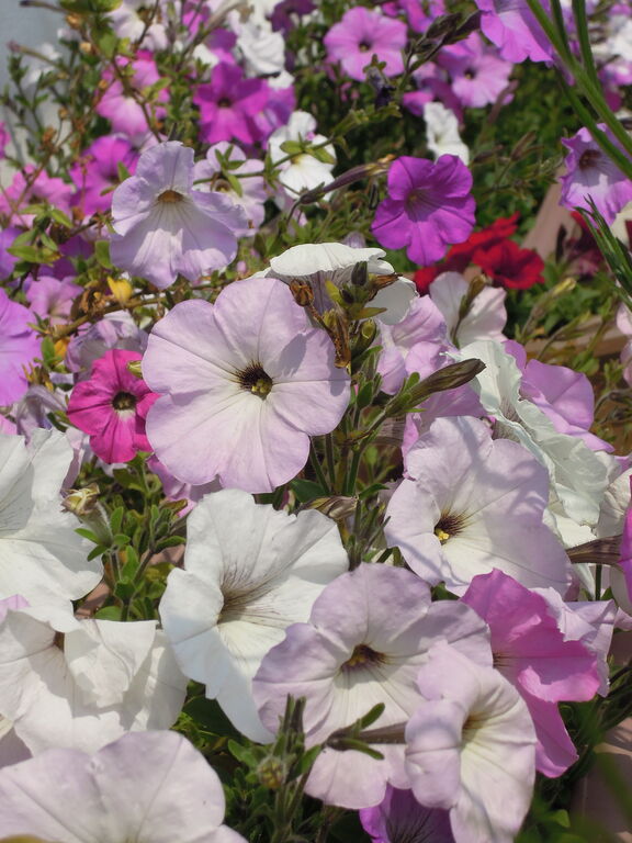ペチュニア 冬越し 秋まき実生株 が開花しました イナカモノのイナカグラシ ペチュニア 冬越し 秋まき実生株 が開花しました イナカモノのイナカグラシ