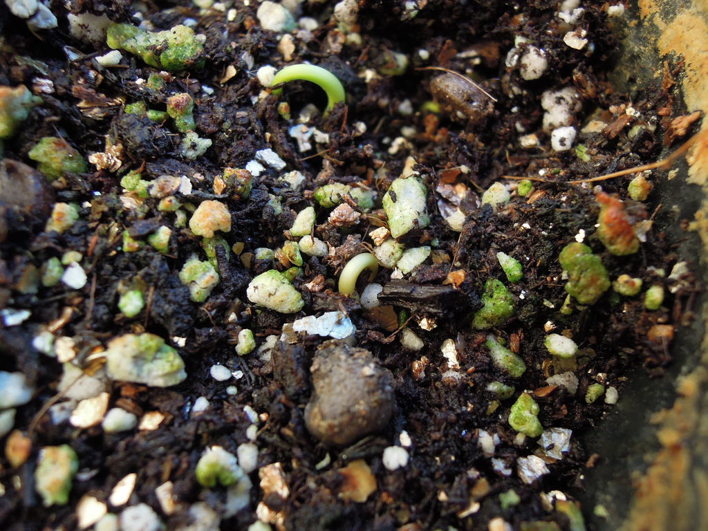 ナンテン 赤 白 の種まきから発芽まで イナカモノのイナカグラシ ナンテン 赤 白 の種まきから発芽まで イナカモノのイナカグラシ