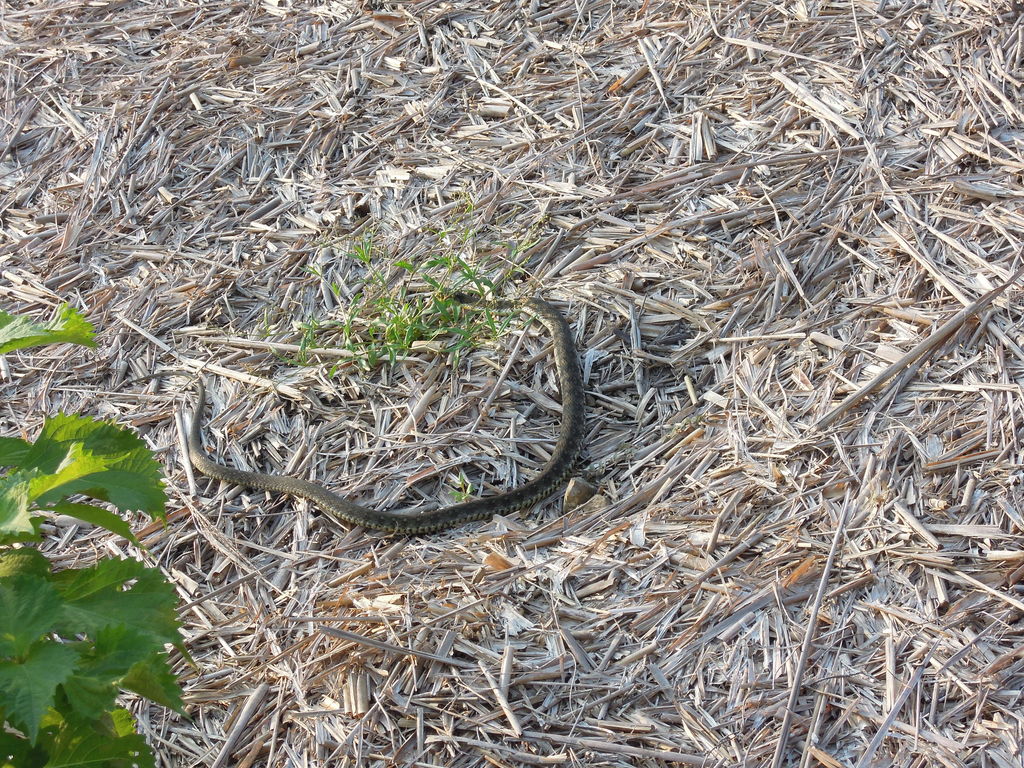 黒ヘビ ヤマカガシ 毒性国内最強 が家周辺に出没するよ 0 イナカモノのイナカグラシ