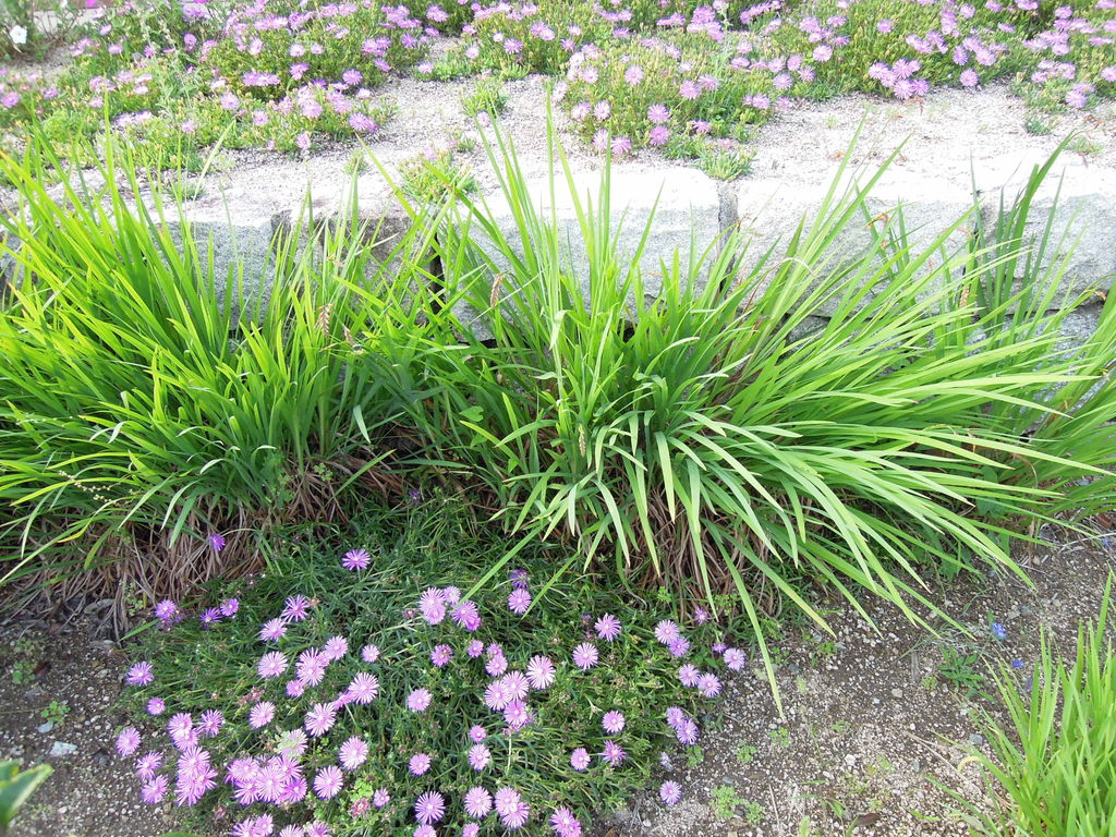クロコスミア開花 19 と 球根を掘り起こしたときの様子 イナカモノのイナカグラシ