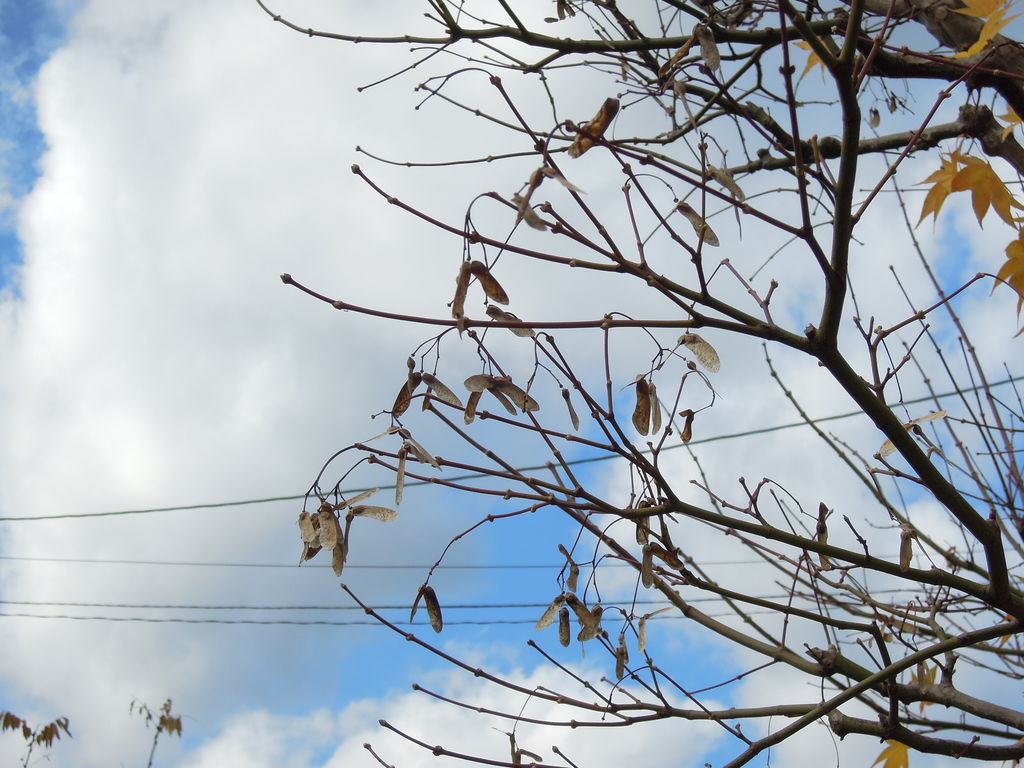 モミジ カエデ も花が咲いて種ができる イナカモノのイナカグラシ