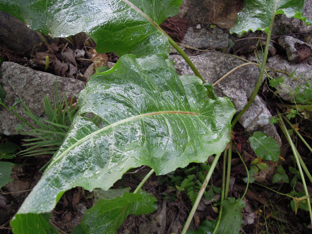 ギシギシ駆除 ラウンドアップ使用 イナカモノのイナカグラシ