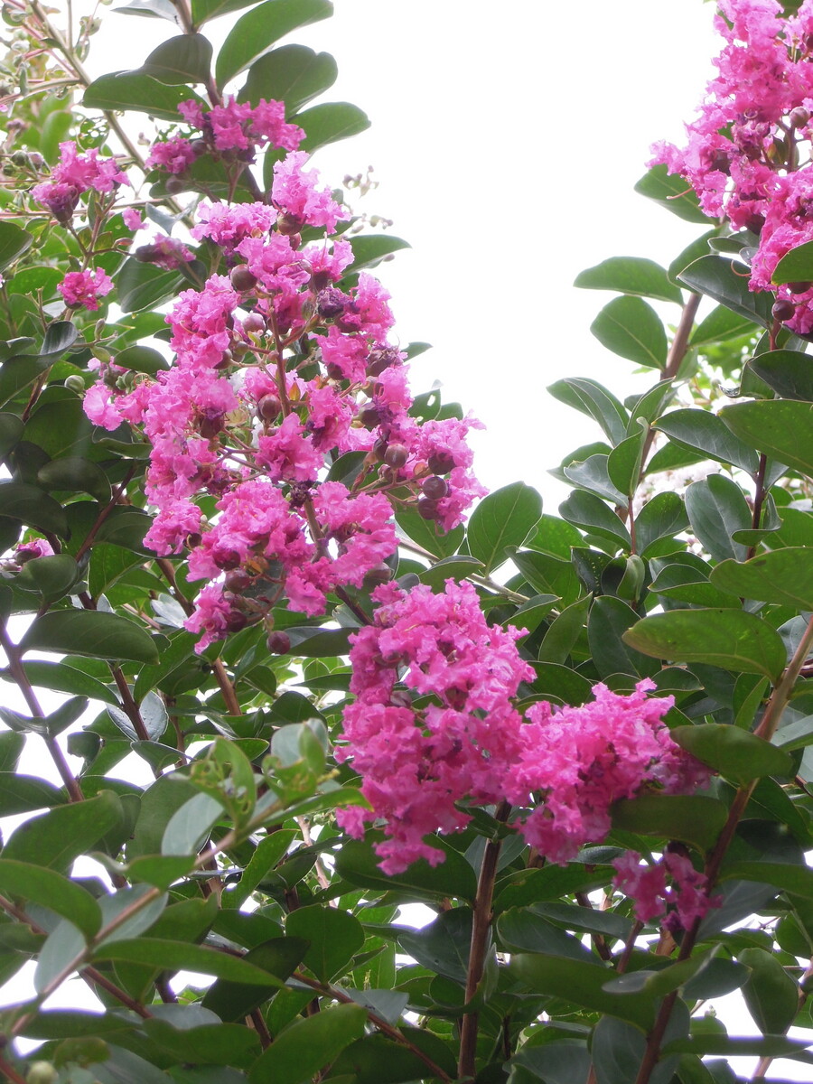 コブを切ったサルスベリの開花状況 イナカモノのイナカグラシ
