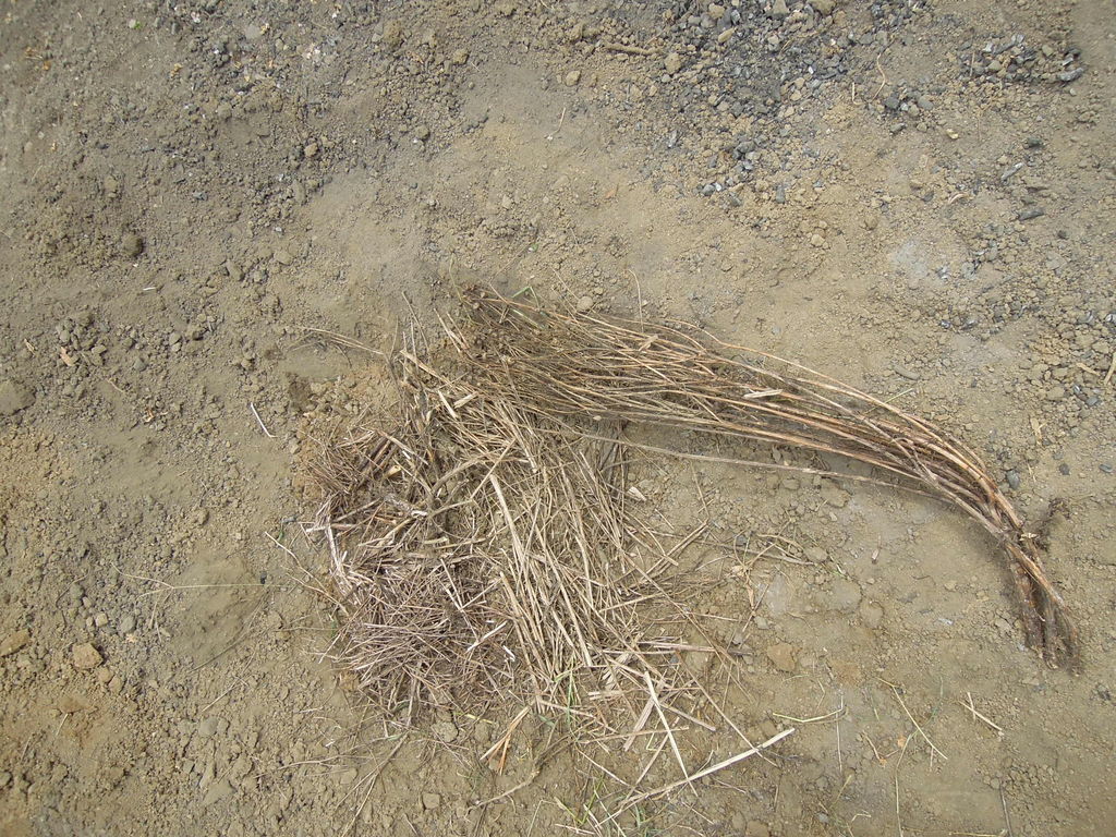 取った草の処分の仕方2 腐葉土 堆肥を作るよ イナカモノのイナカグラシ 取った草の処分の仕方2 腐葉土 堆肥を作るよ イナカモノのイナカグラシ