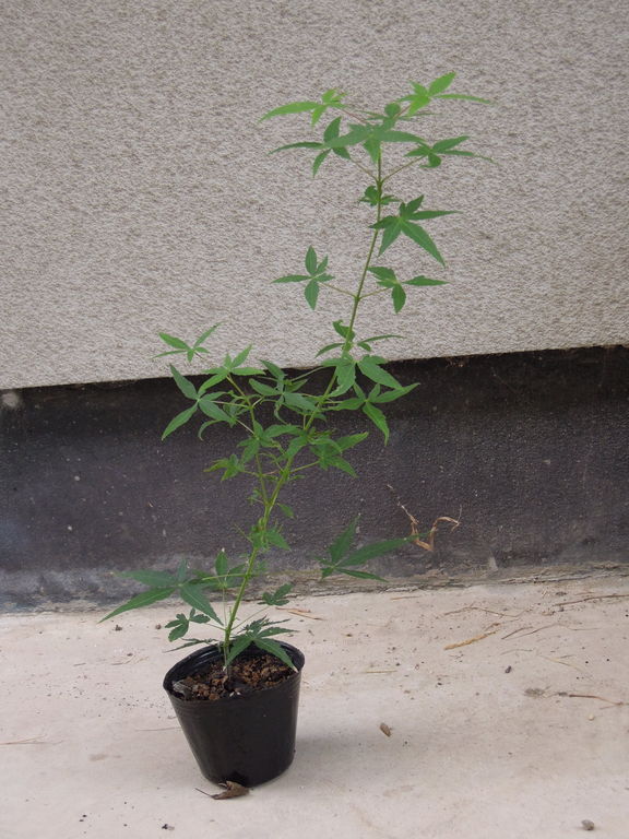 実生の 発芽した モミジ 1年目春から夏 イナカモノのイナカグラシ 実生の 発芽した モミジ 1年目春から夏 イナカモノのイナカグラシ