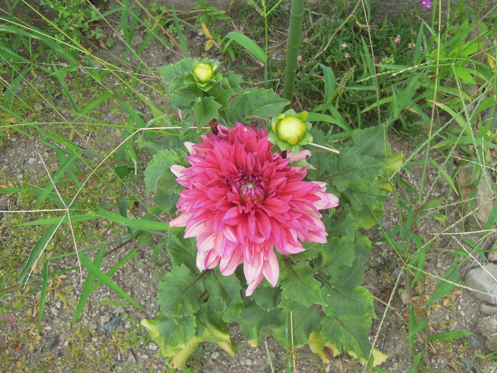 ダリアが咲いたよ ダリア成長記 イナカモノのイナカグラシ