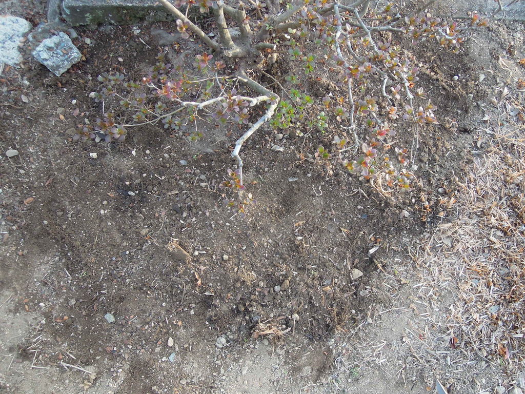 サツキの剪定と土作りをしたよ 2月末 イナカモノのイナカグラシ