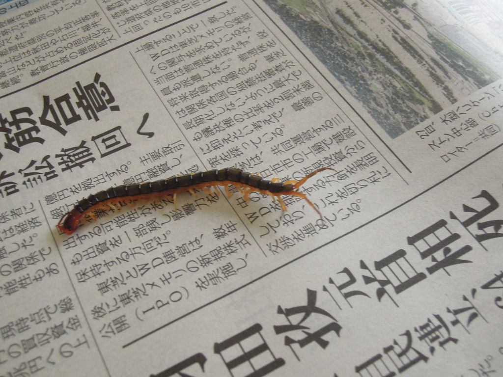 家の中でムカデに右手小指の付け根を刺された（咬まれた 