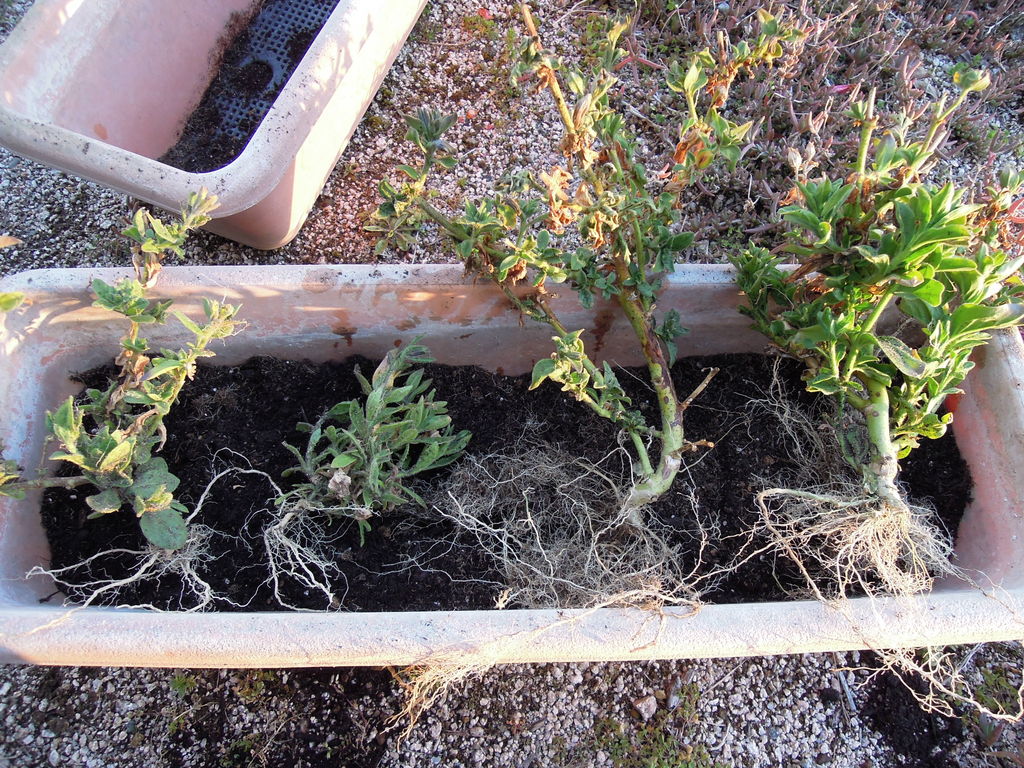 冬越しのペチュニアの植え替えをしたときの様子 イナカモノのイナカグラシ