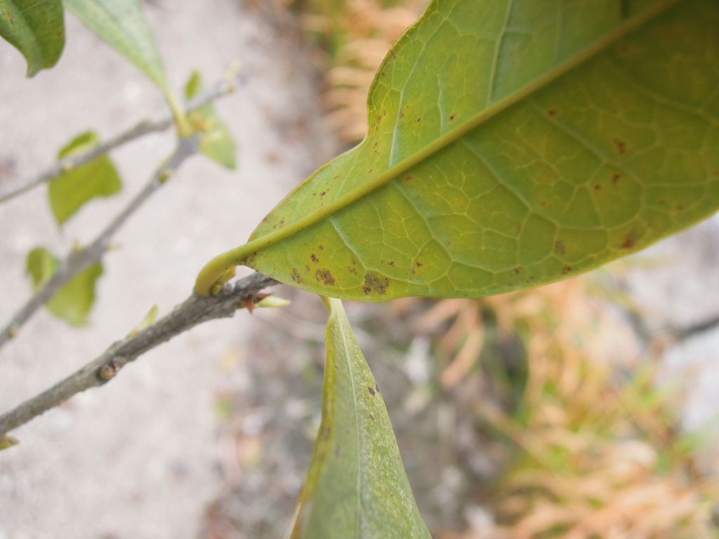 キンモクセイが枯れそうです 盛夏に植えたキンモクセイのその後 8 イナカモノのイナカグラシ