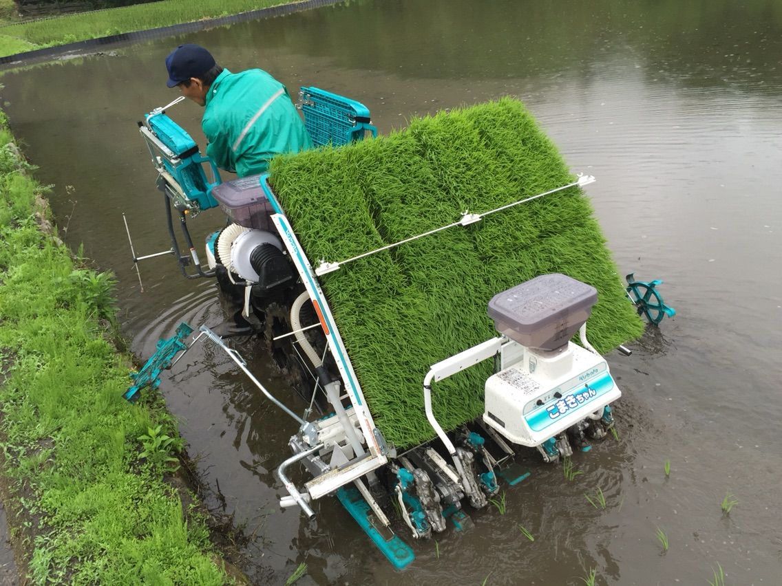 雨の日の田植え 新卒で限界集落に移住した若者の話