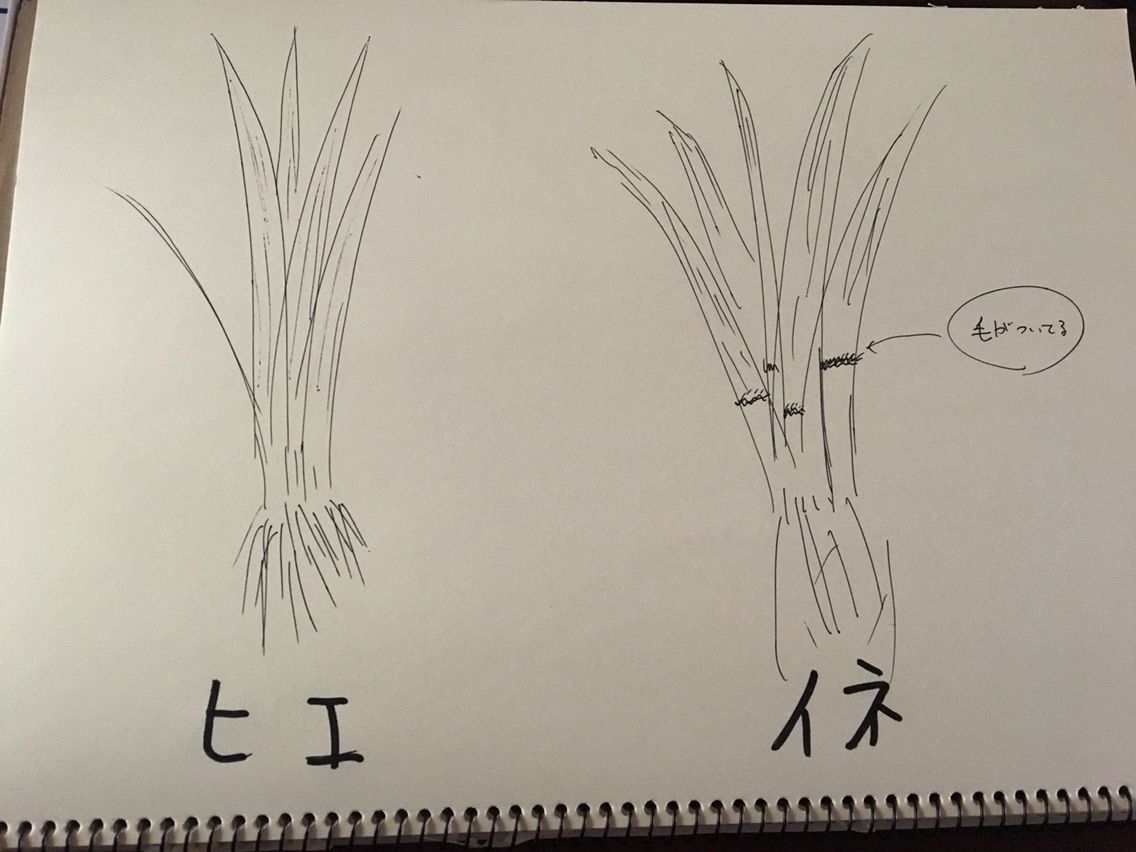 ヒエとり ヒエ取りって何だ 田んぼ用語 新卒で限界集落に移住した若者の話