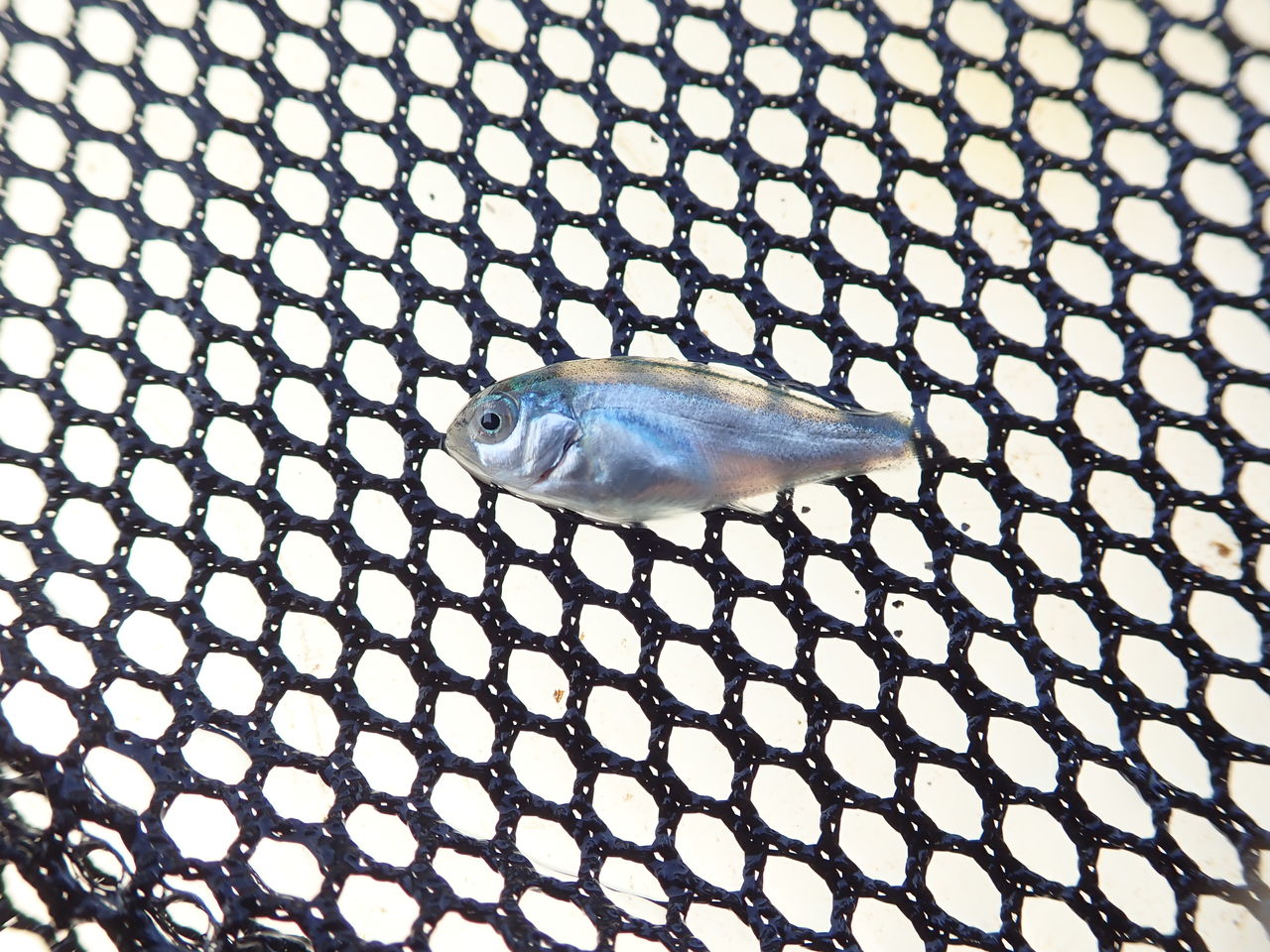 何の稚魚か判明しました 田舎でgo