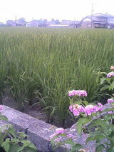 �Ĥ�ܤμ̿�6��30��