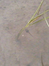 �Ĥ�ܤμ̿��������ޤ��㤯��