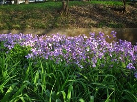 0405大紫羅欄花