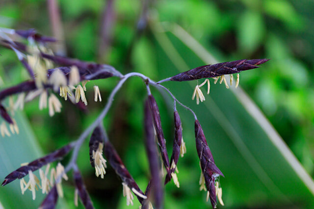 1年に1度開花するｽｽﾞﾀｹ 田舎記者の手帳