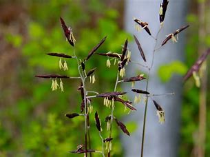 1年に1度開花するｽｽﾞﾀｹ 田舎記者の手帳