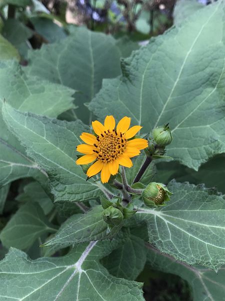 ヤーコン茶 田舎暮らし百科
