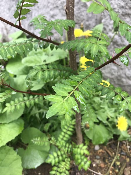 山椒の大量消費レシピ 田舎暮らし百科