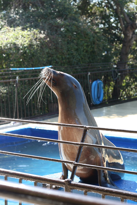 鳥羽湾巡りとイルカ島