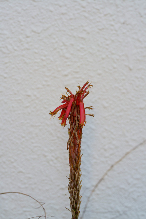 20200205-_DSC1275