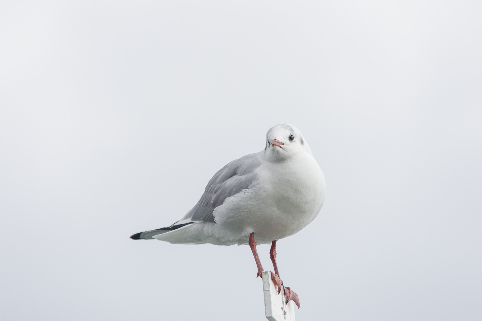 驚愕のテレコン耐性 その１ 花と私 時々虫たち