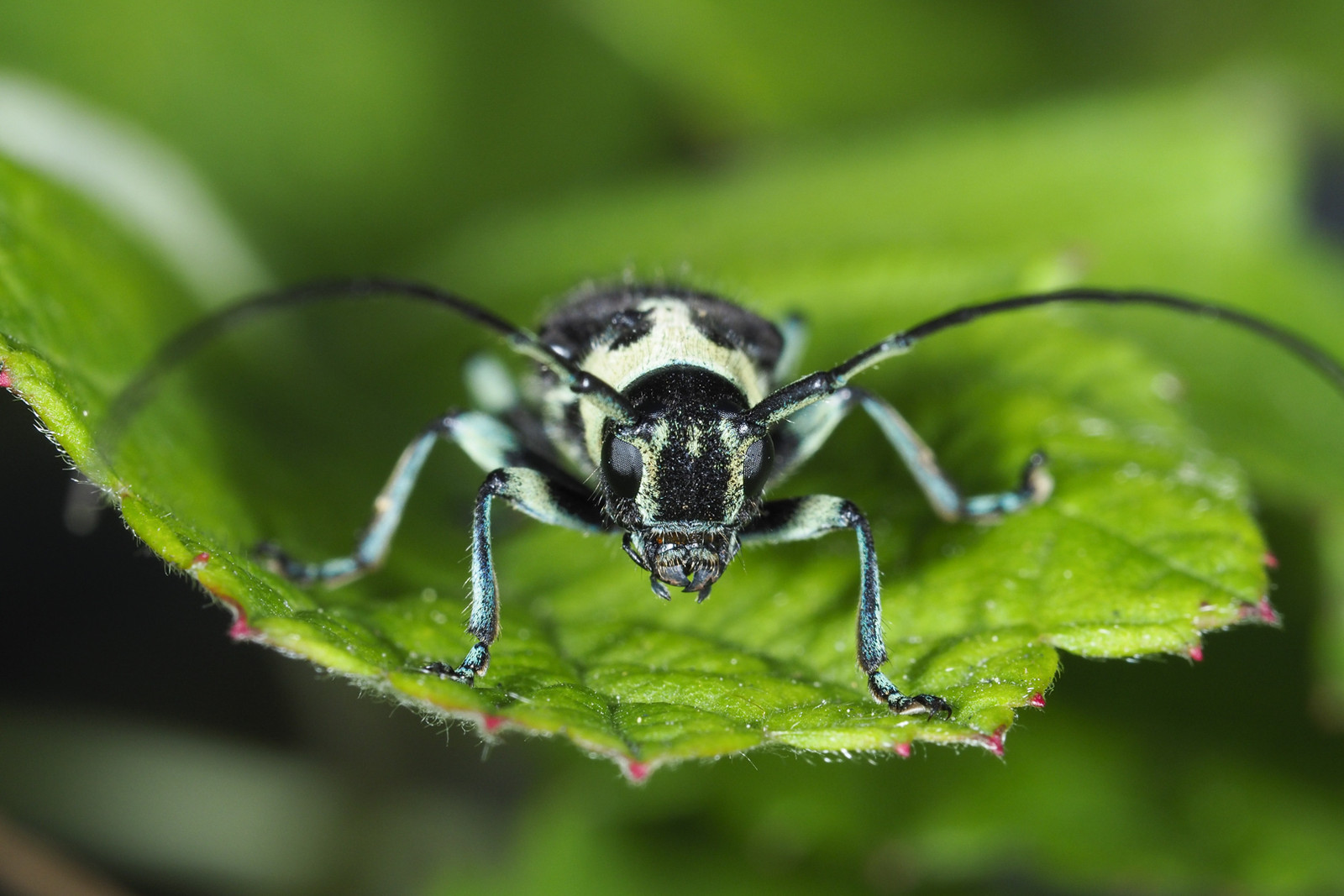 カミキリムシの怪 花と私 時々虫たち