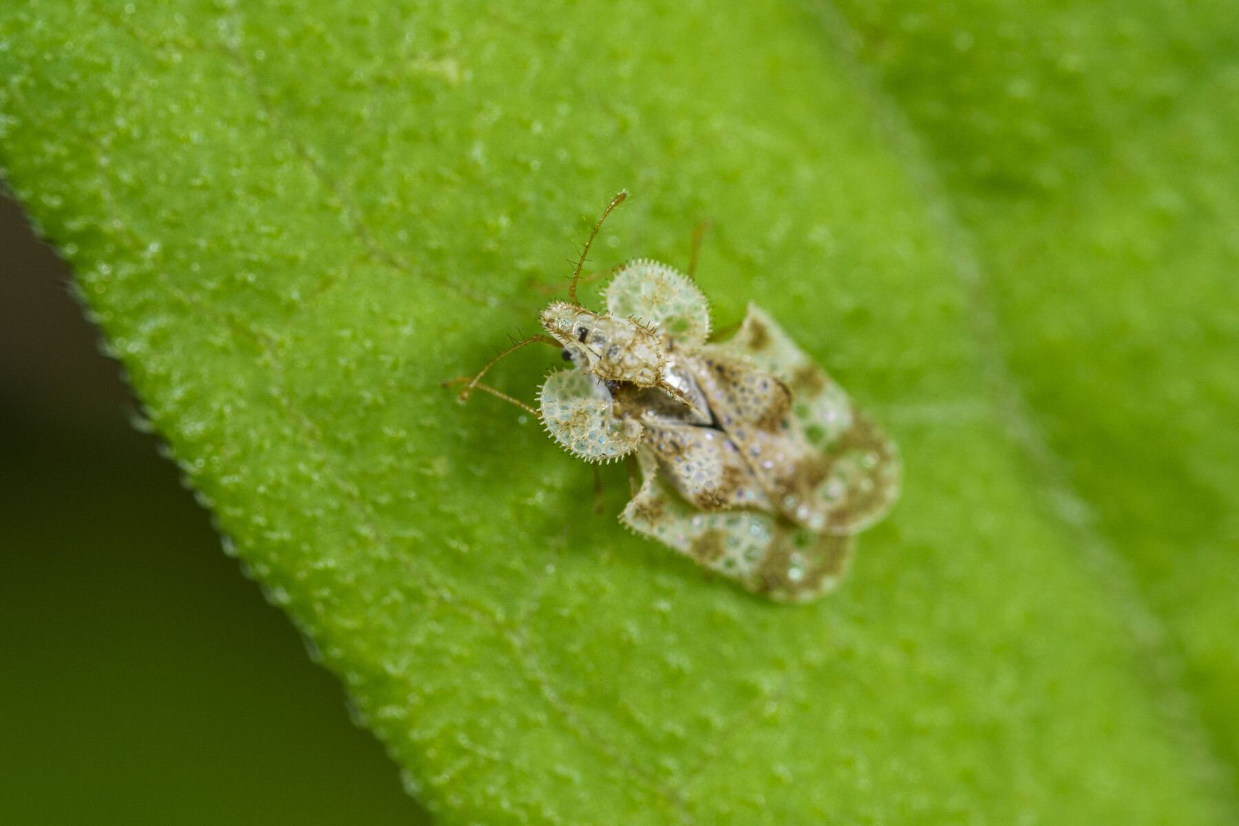 LAOWA 25mm F2.8 2.5-5X ULTRA MACRO ～ ナメたらあかんぜよ : 花と私