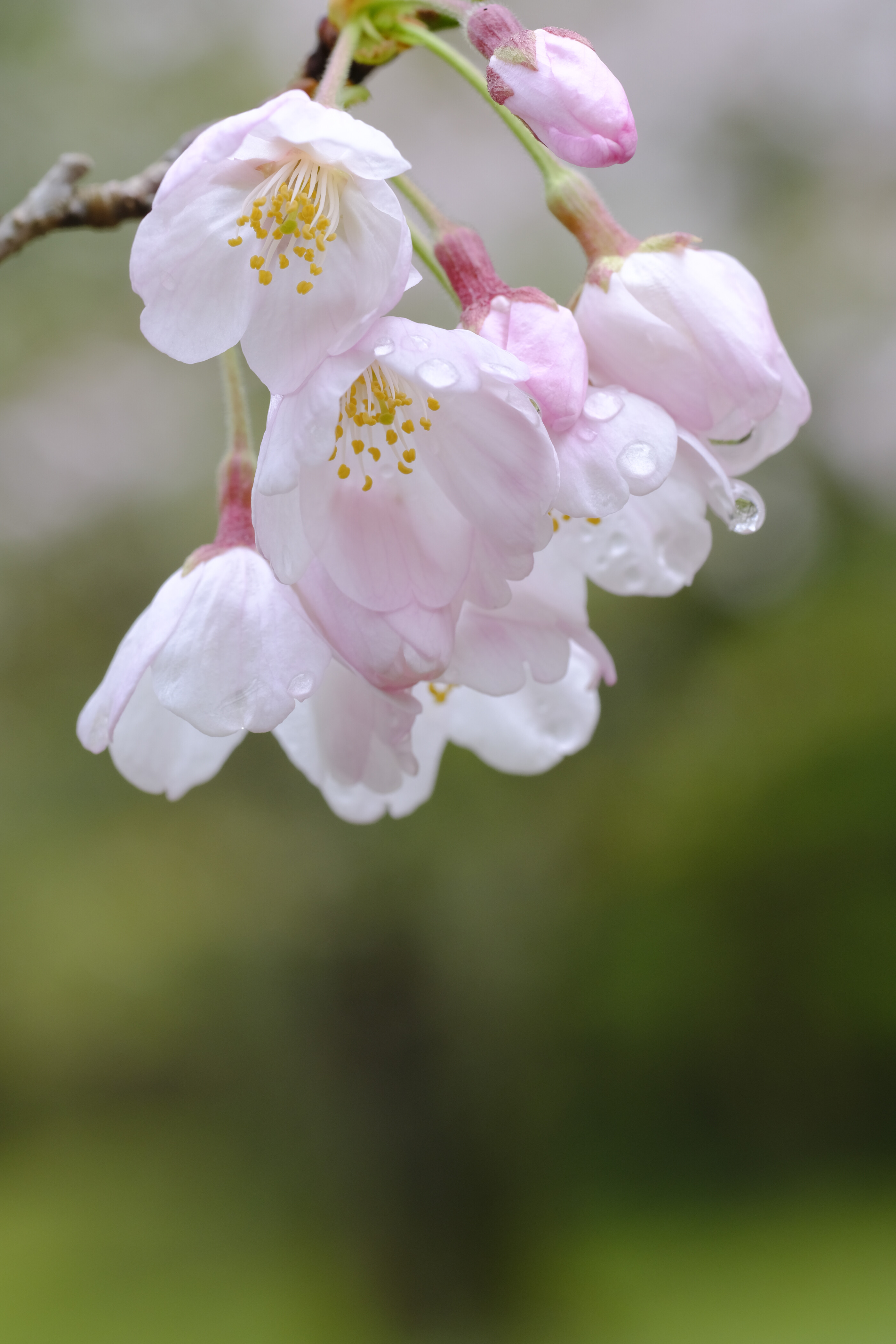 真打登場 ／ TAMRON SP 90mm F2.5(52BB) : 花と私、時々虫たち